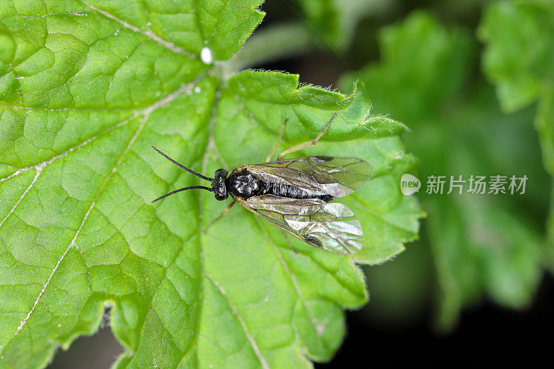 阿奎利亚锯蝇也叫耧斗菜锯蝇Pristiphora rufipes。花园和栽培种植园中醋栗和醋栗的常见害虫。